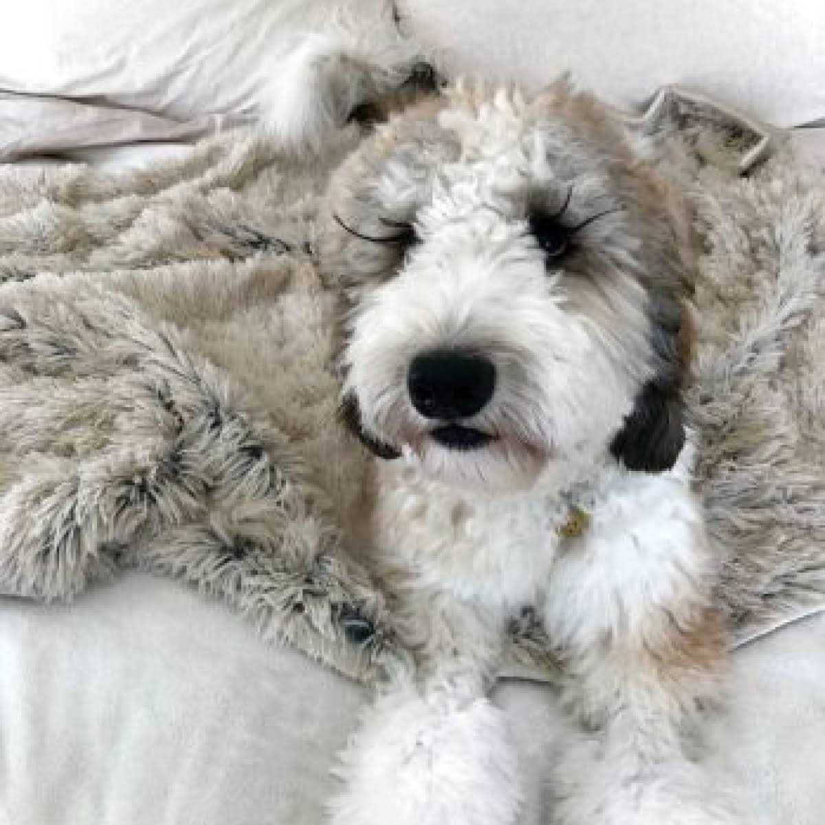 Dog Waterproof Blanket I782