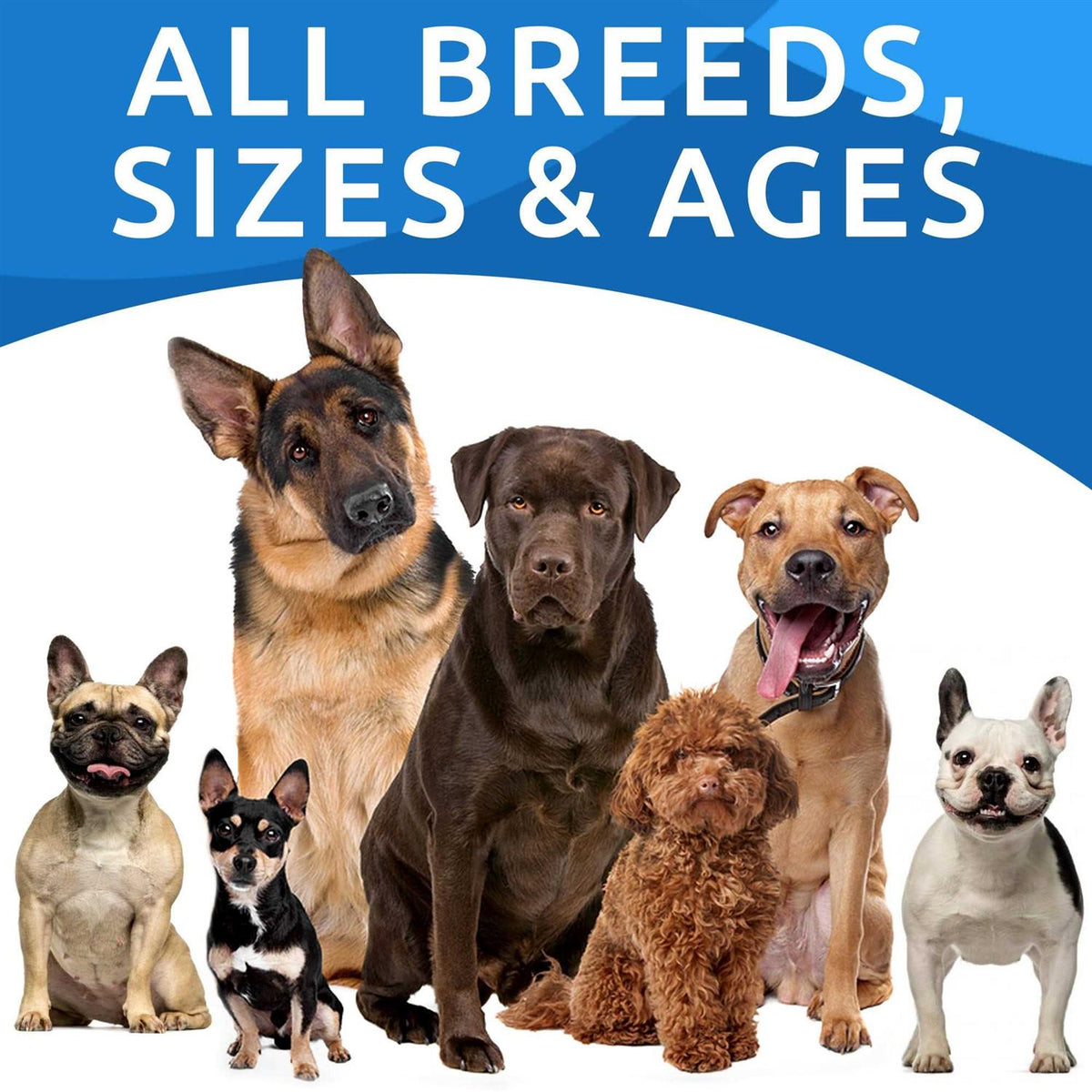 Probiotics For Dogs S344081