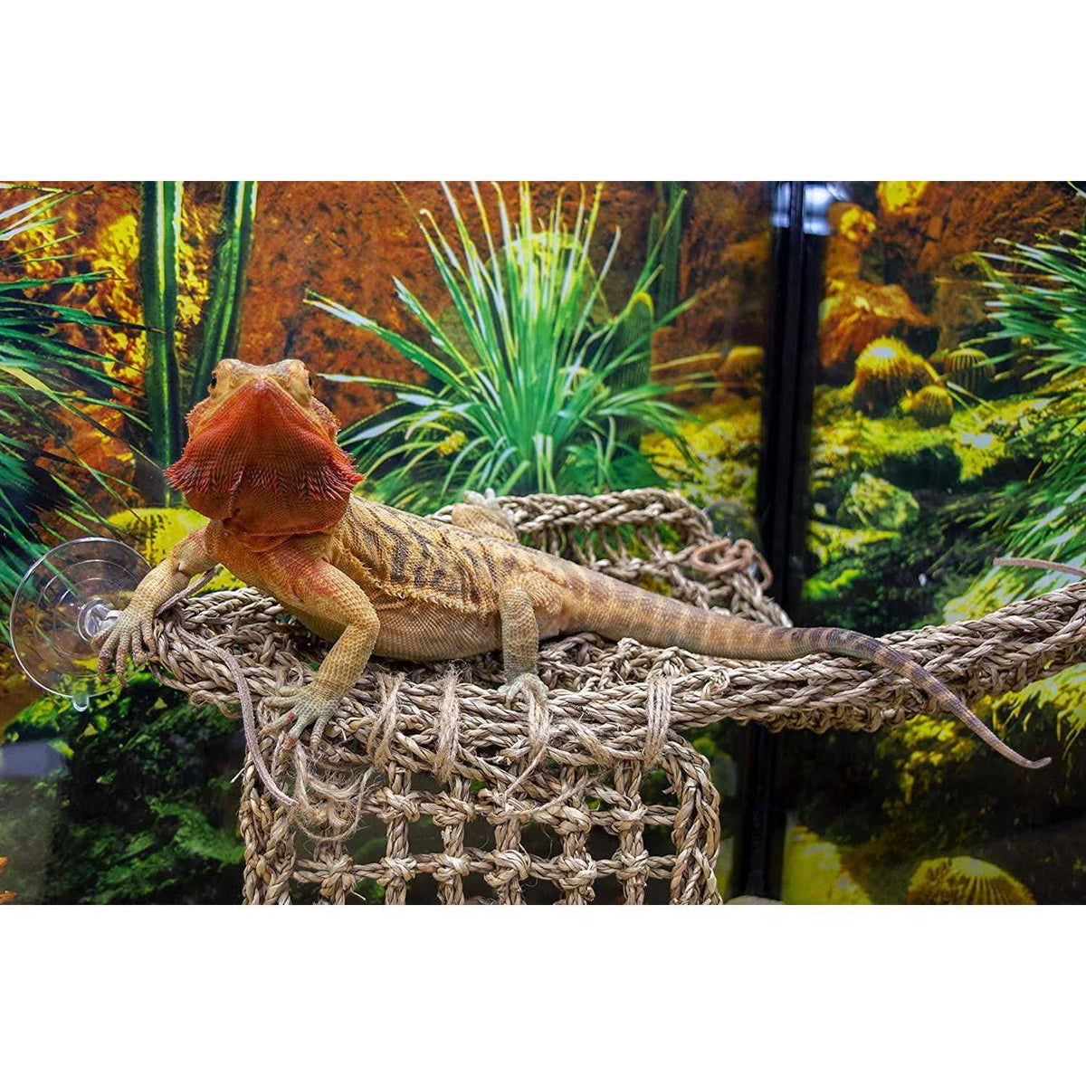 Lizard Lounger Y873300