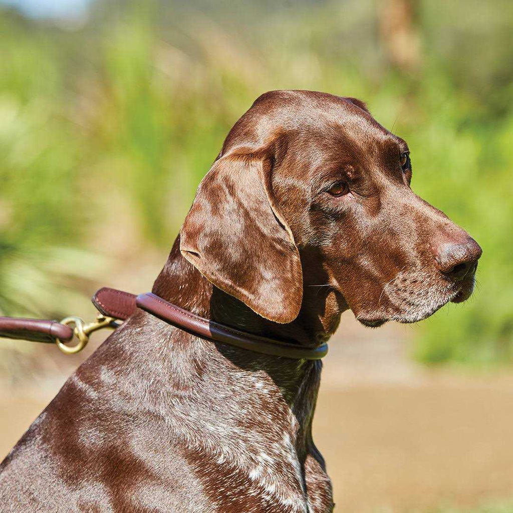 Rolled Leather Dog Collar S33837