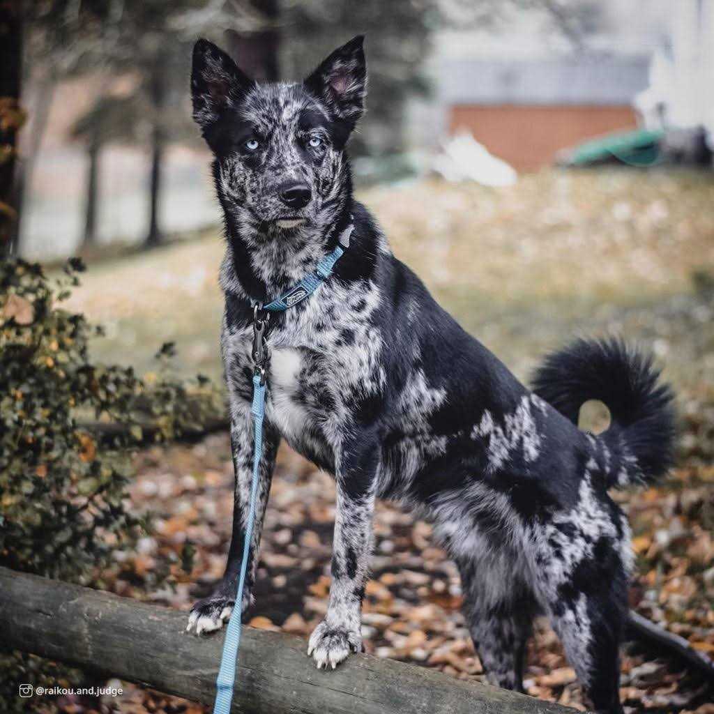 Reflective Adjustable Dog Collar V9970