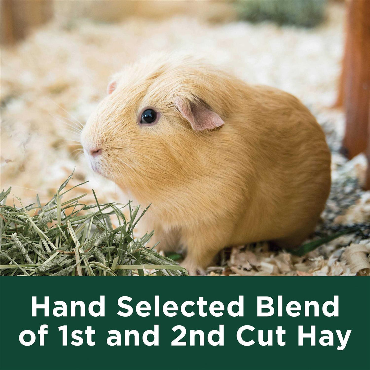 Timothy Hay U64835