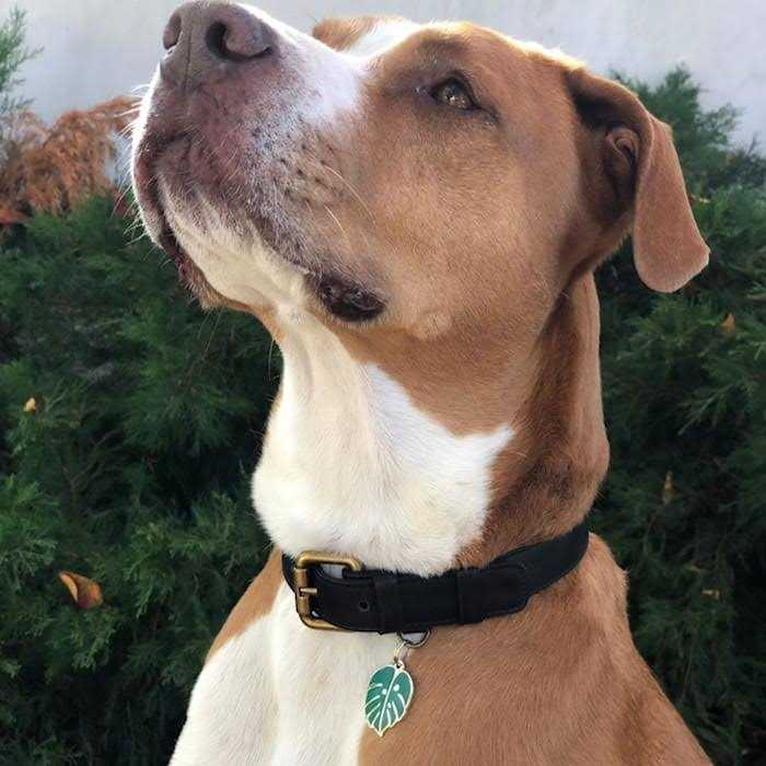 Personalized Dog & Cat ID Tag E8003