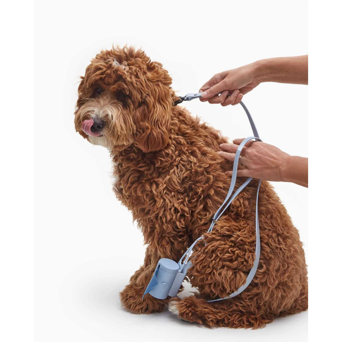 Dog Leash U382