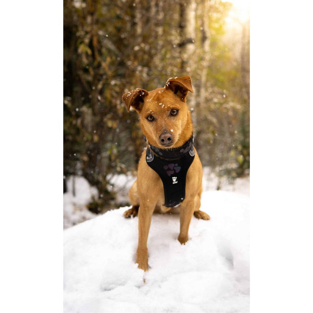 Dog Harness O75463