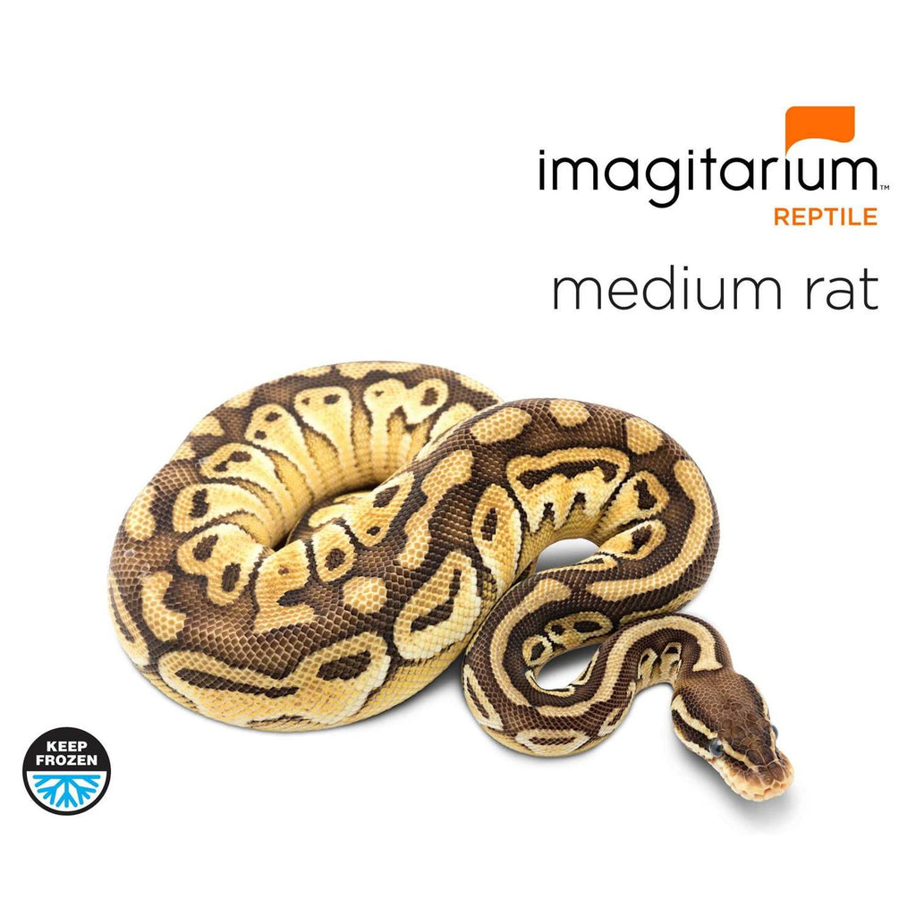 Frozen Medium Rat B377258