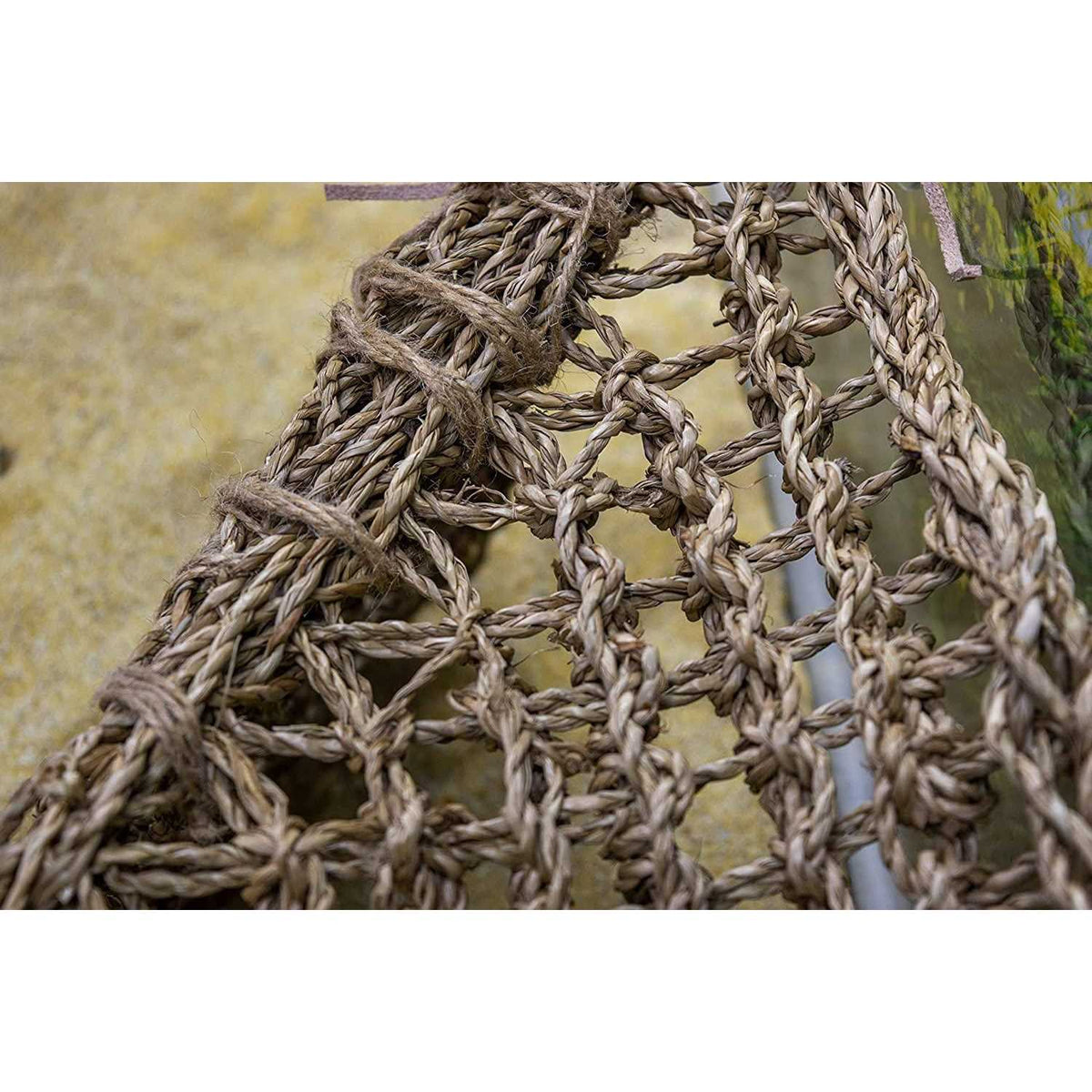 Lizard Lounger Y873300