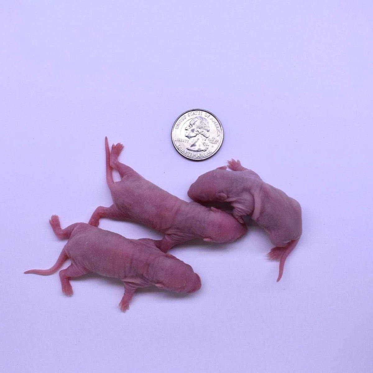 Frozen Mice Feeders Combo Pack, 150 Count O62667