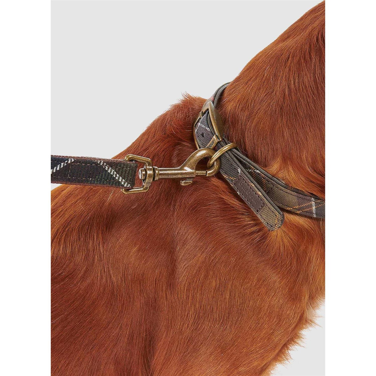 Tartan Webbing Collar N3995