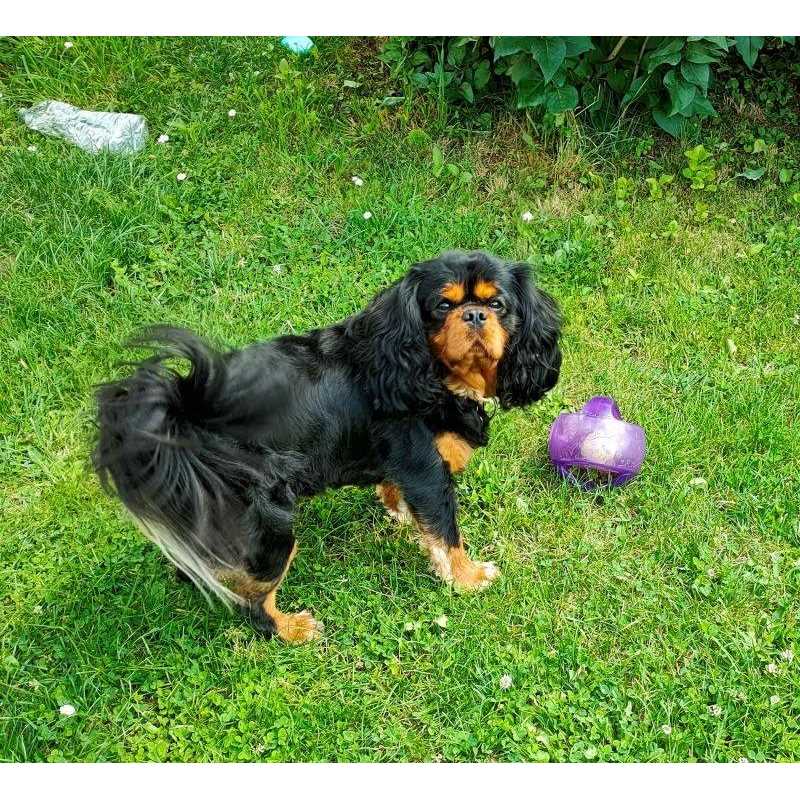 Jumbler Ball Dog Toy O181