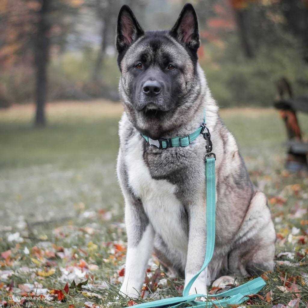 Reflective Adjustable Dog Collar V9970