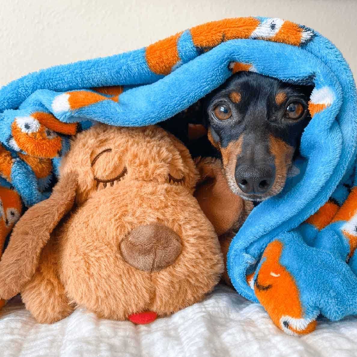Brown Mutt K3302