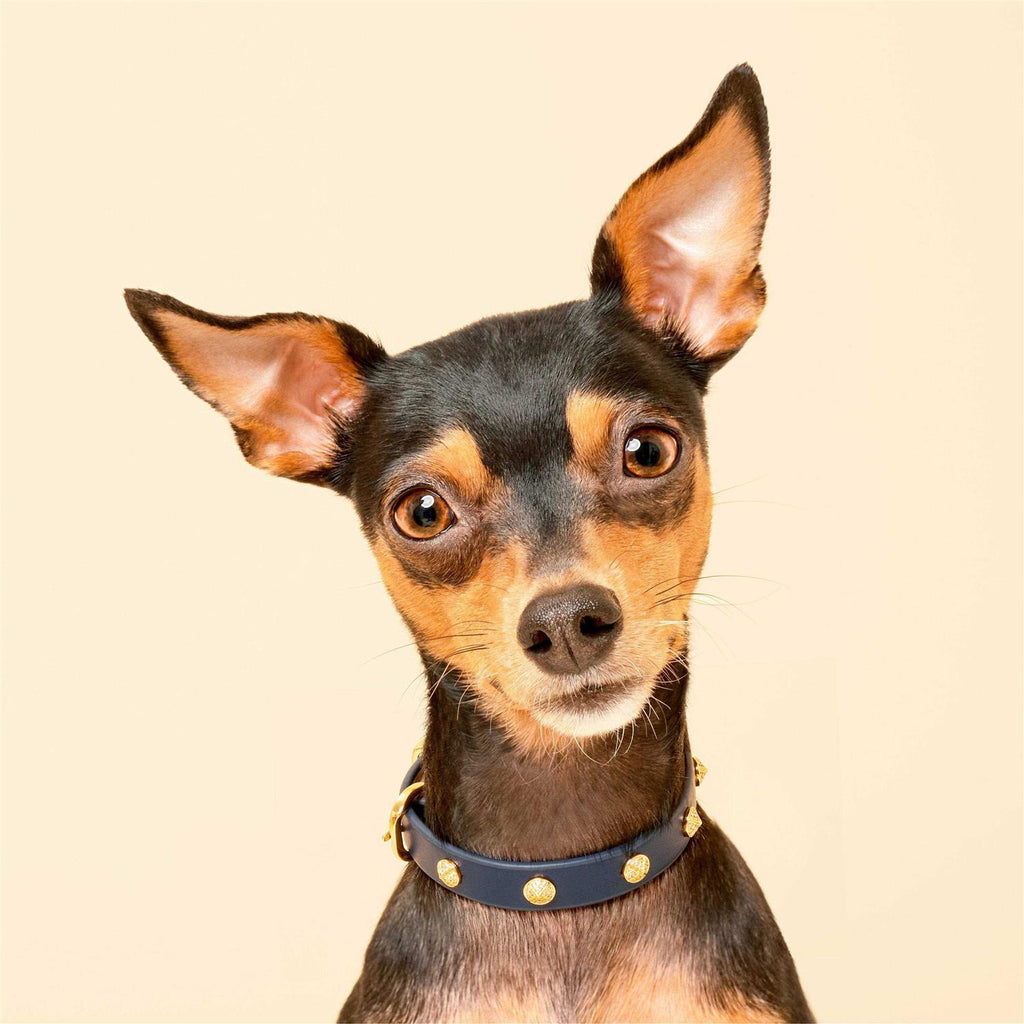 Genuine Leather & Microfiber Dog Collar D9659