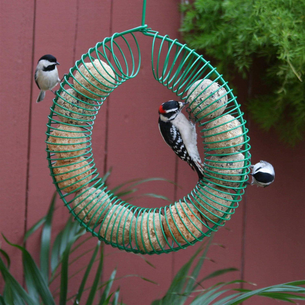 Suet Balls K24025