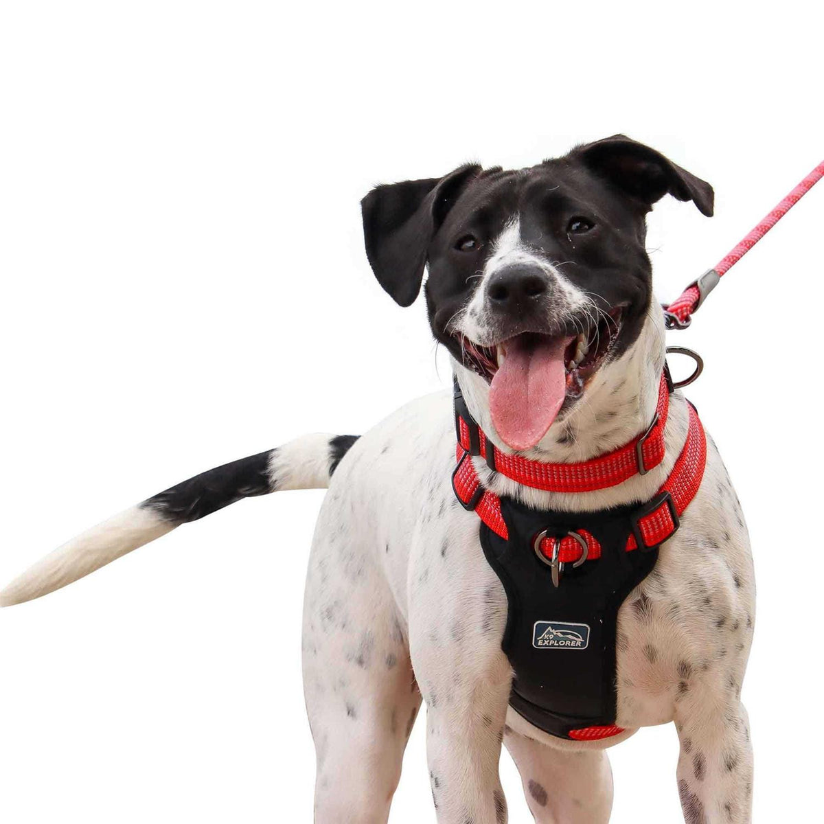 Reflective Adjustable Dog Collar V9970