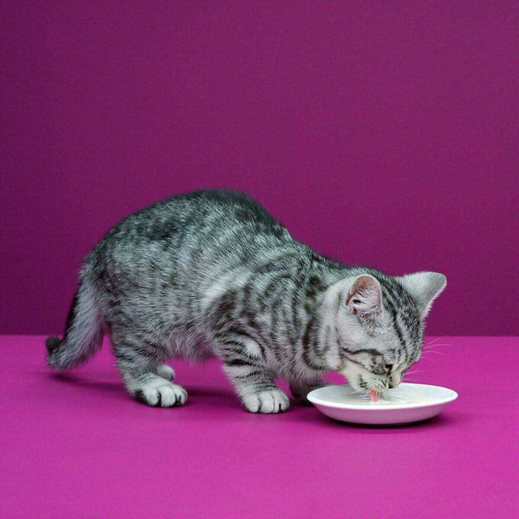 Cat Milk Z2309