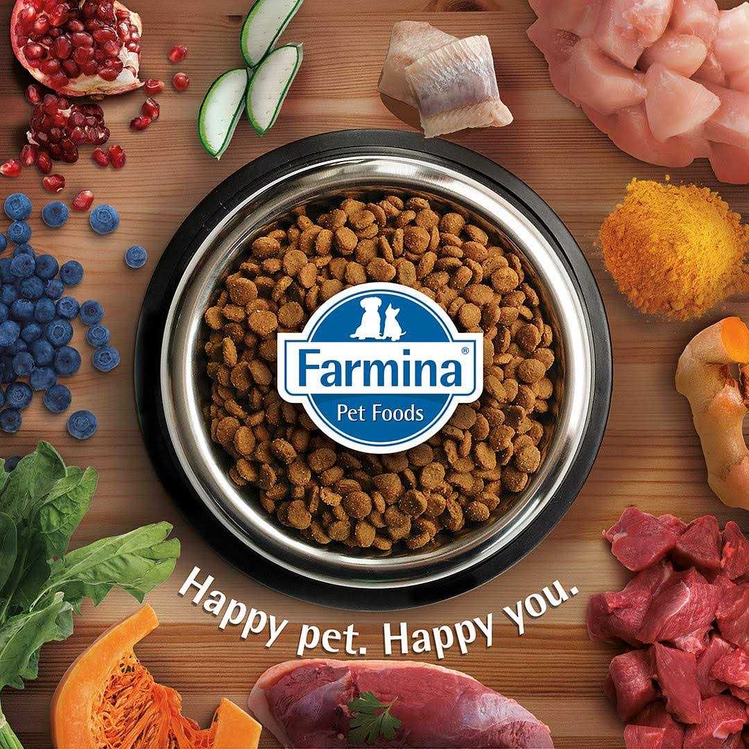 Grain Free Lamb & Blueberry Dry Cat Food W2599