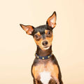 Genuine Leather & Microfiber Dog Collar D9659
