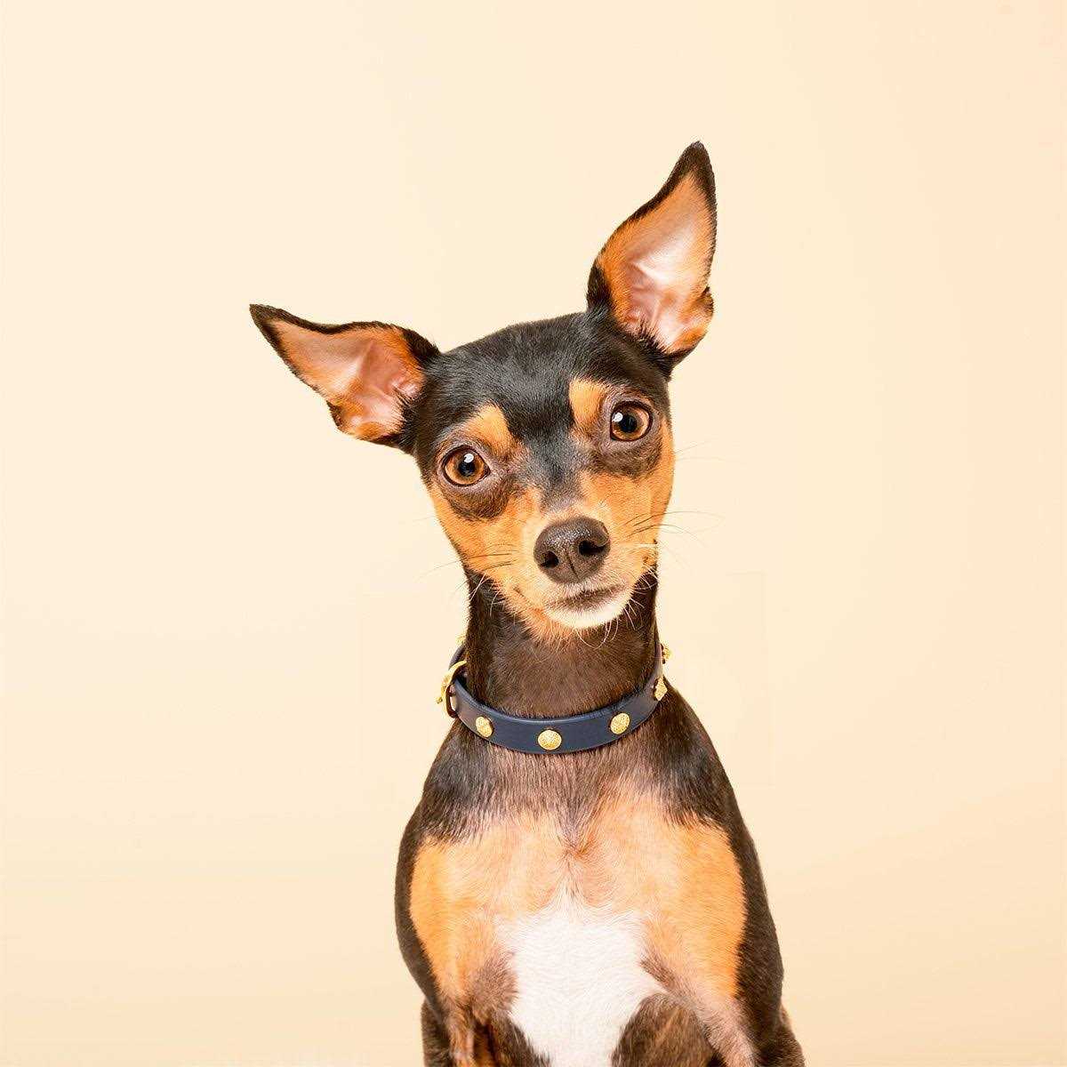 Genuine Leather & Microfiber Dog Collar D9659
