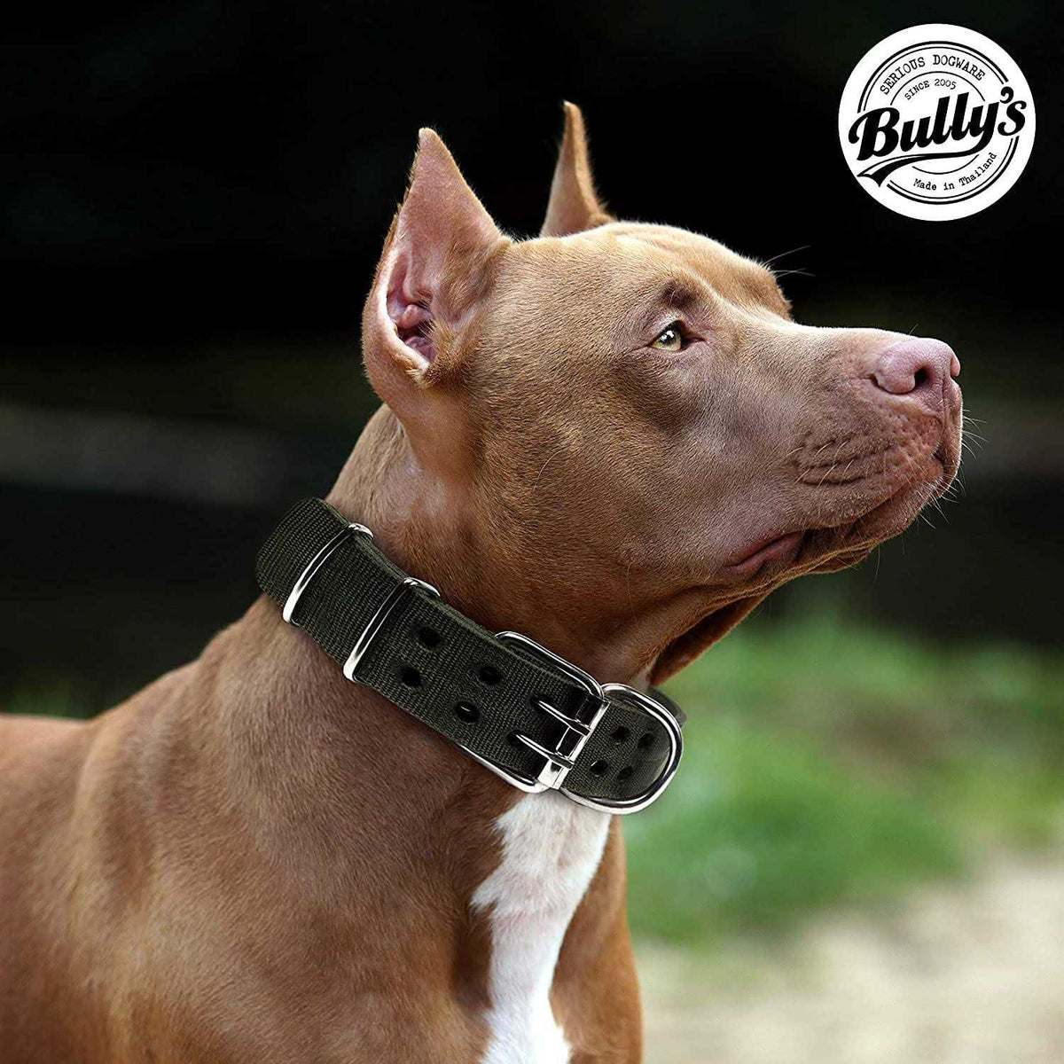 Dog Collar A53929