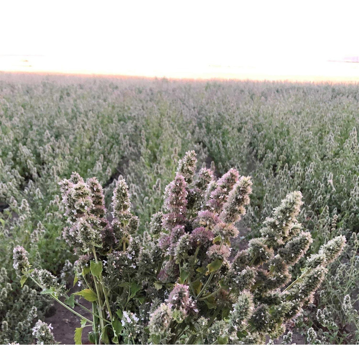 Catnip Buds 4 OZ Bag V51302