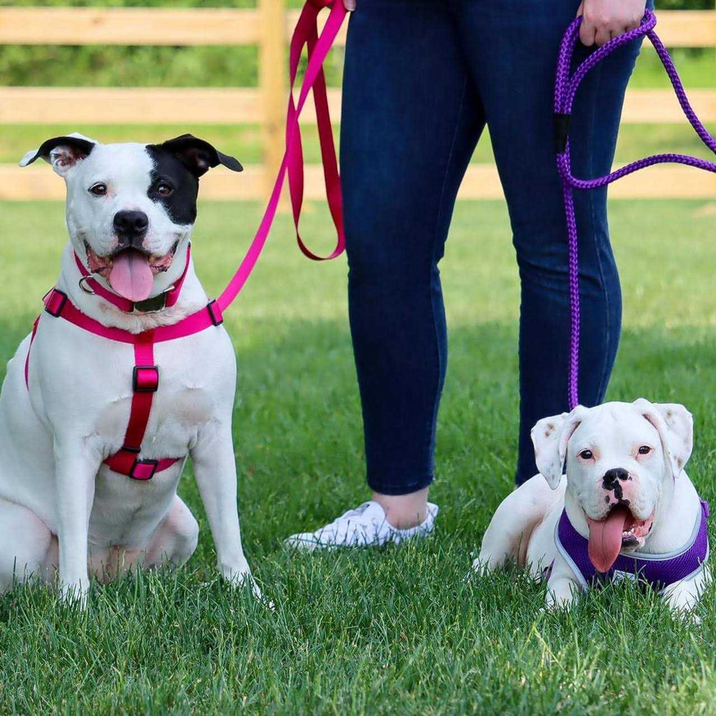 Adjustable Nylon Dog Harness J284337