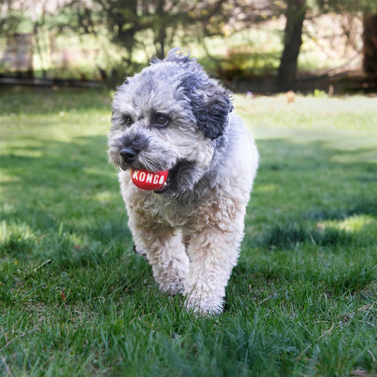 Signature Ball Dog Toy P59247