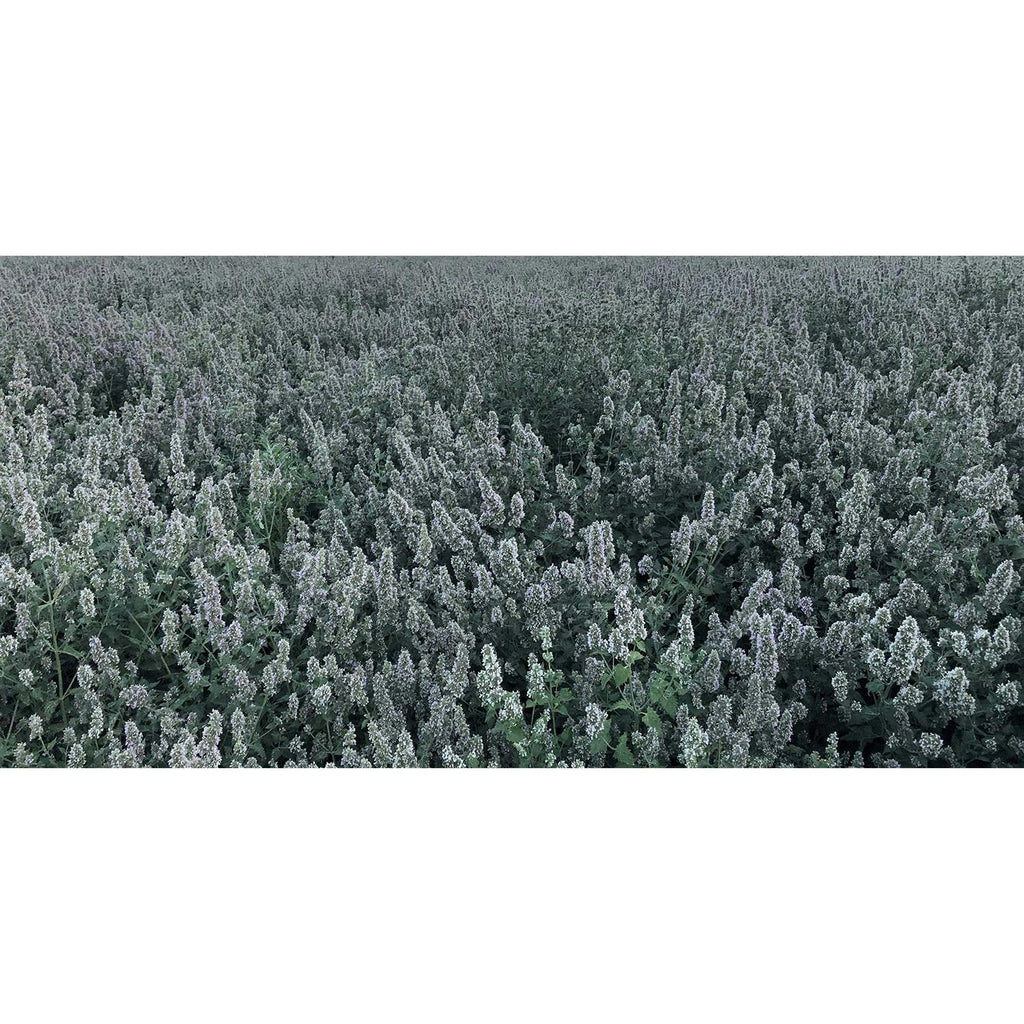 Catnip Buds 4 OZ Bag V51302