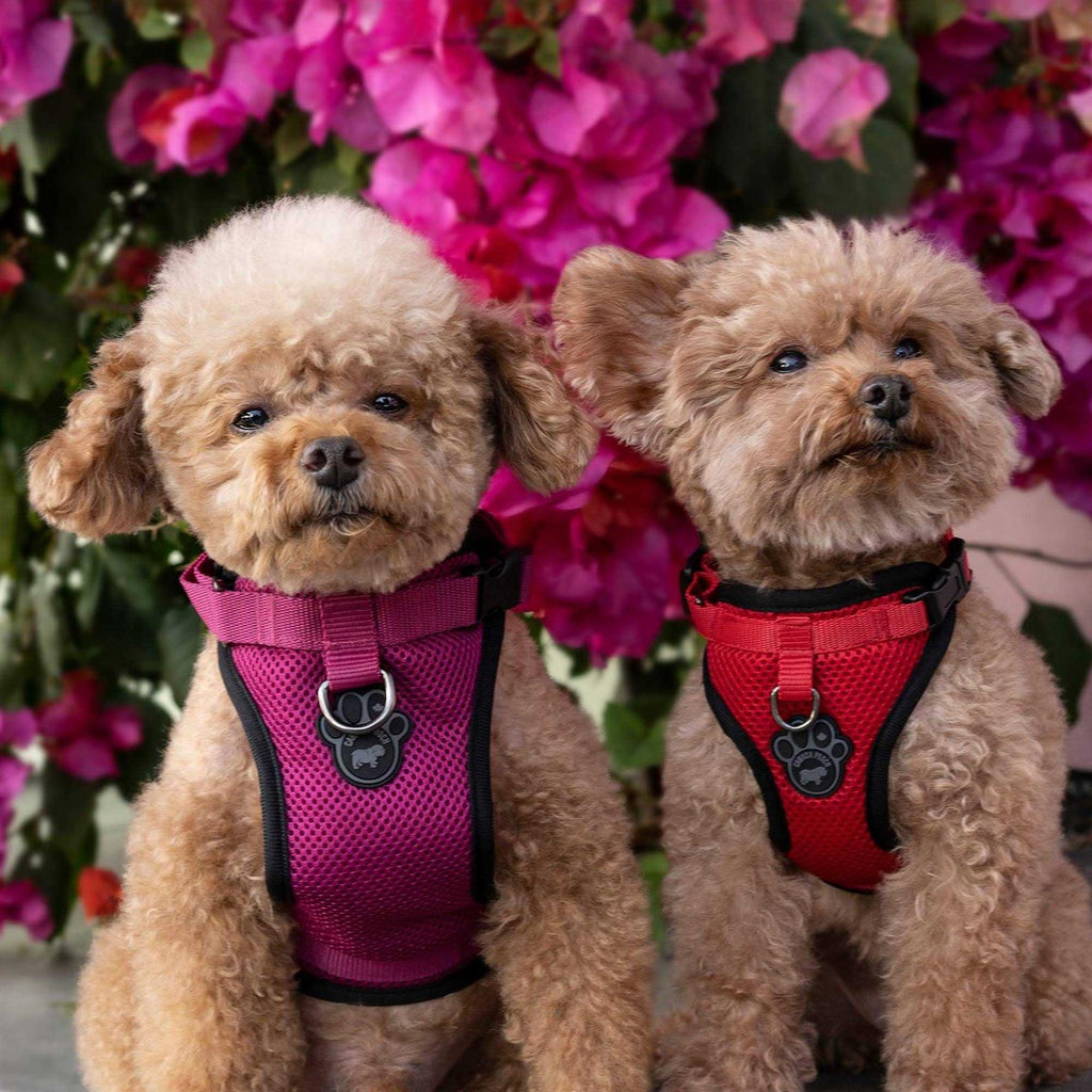 Dog Harness Q471