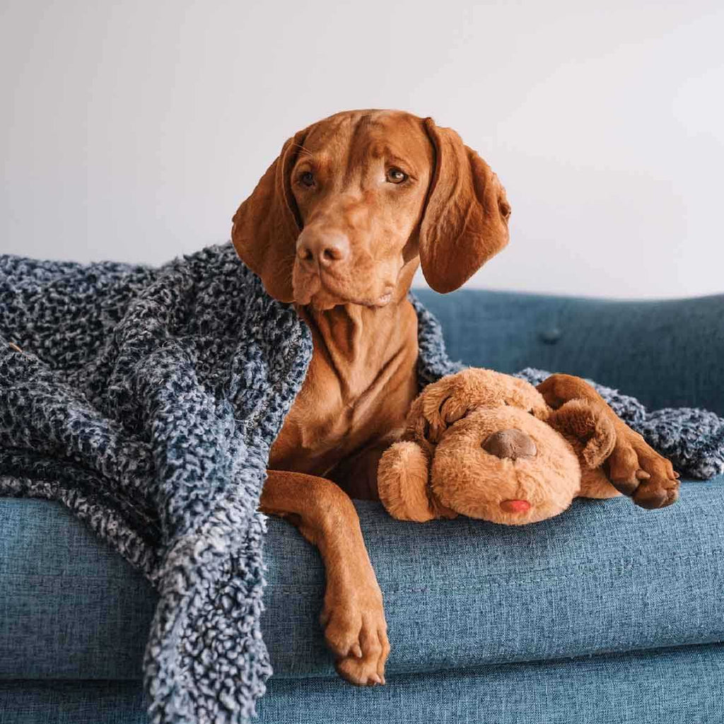 Brown Mutt K3302