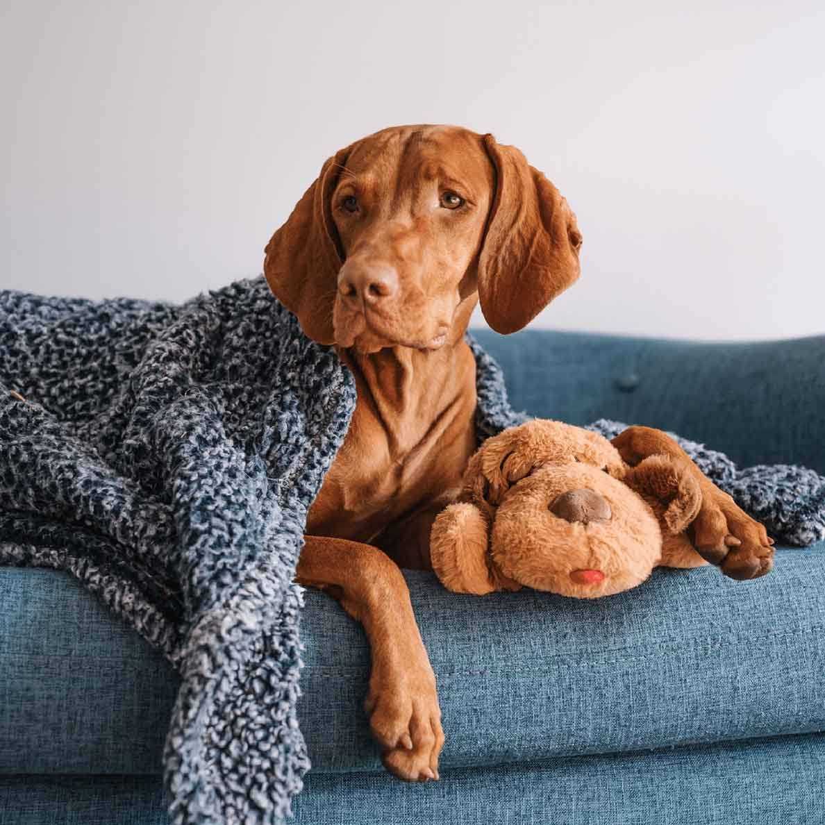 Brown Mutt K3302
